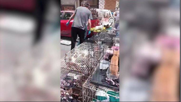 Dükkanda 85 kediyi alıkoydu rekor ceza yedi 13